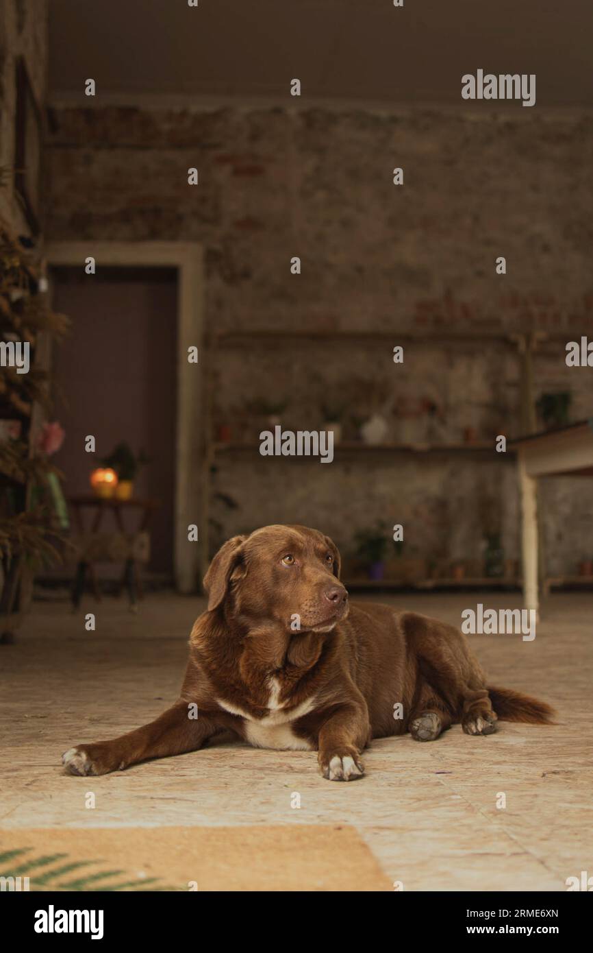 Der labrador aus brauner Schokolade hält die Uhr von der Tür fern Stockfoto