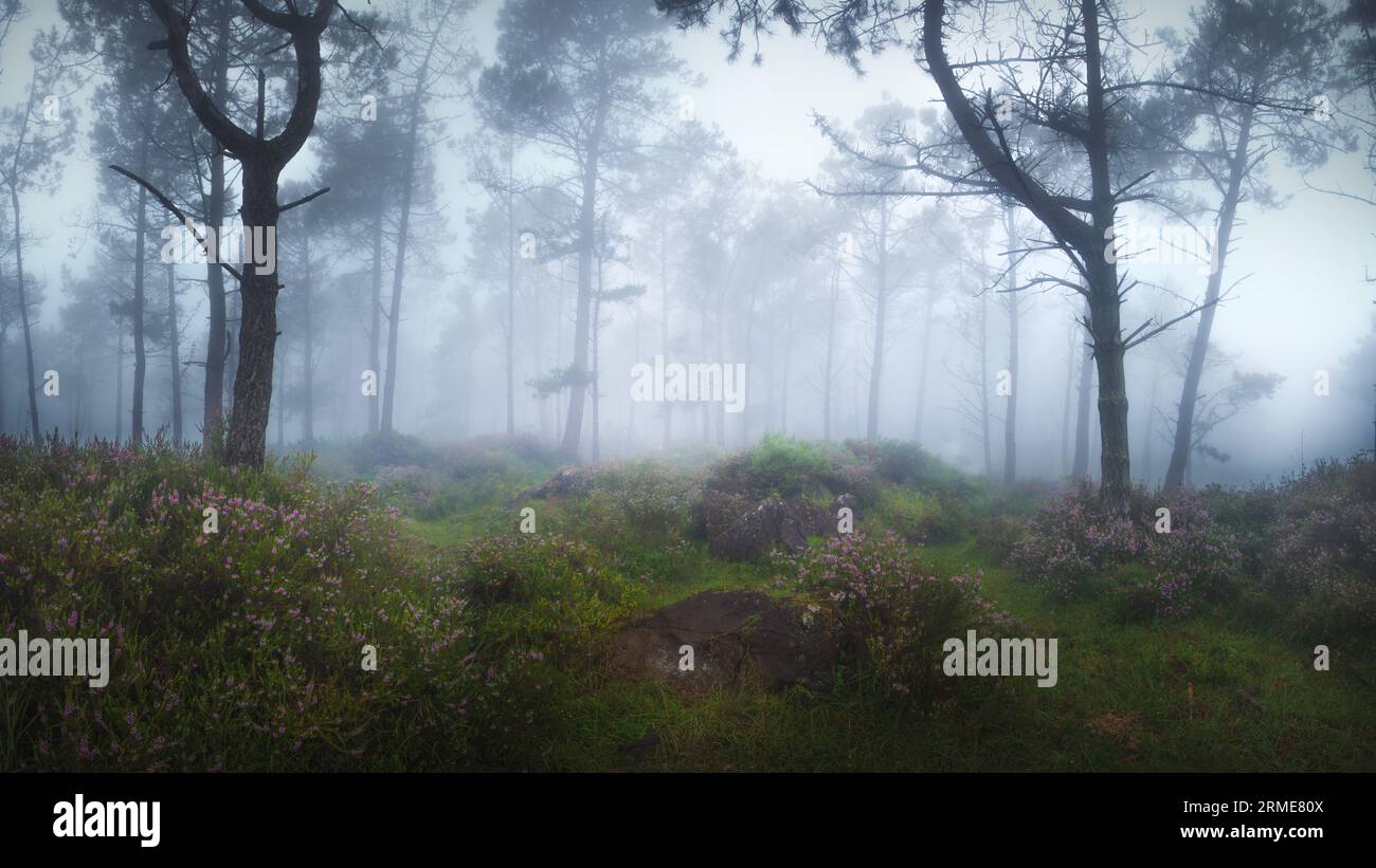 Die atlantischen Wälder mit Nebel und Blumen.Cariño, Galicien Stockfoto