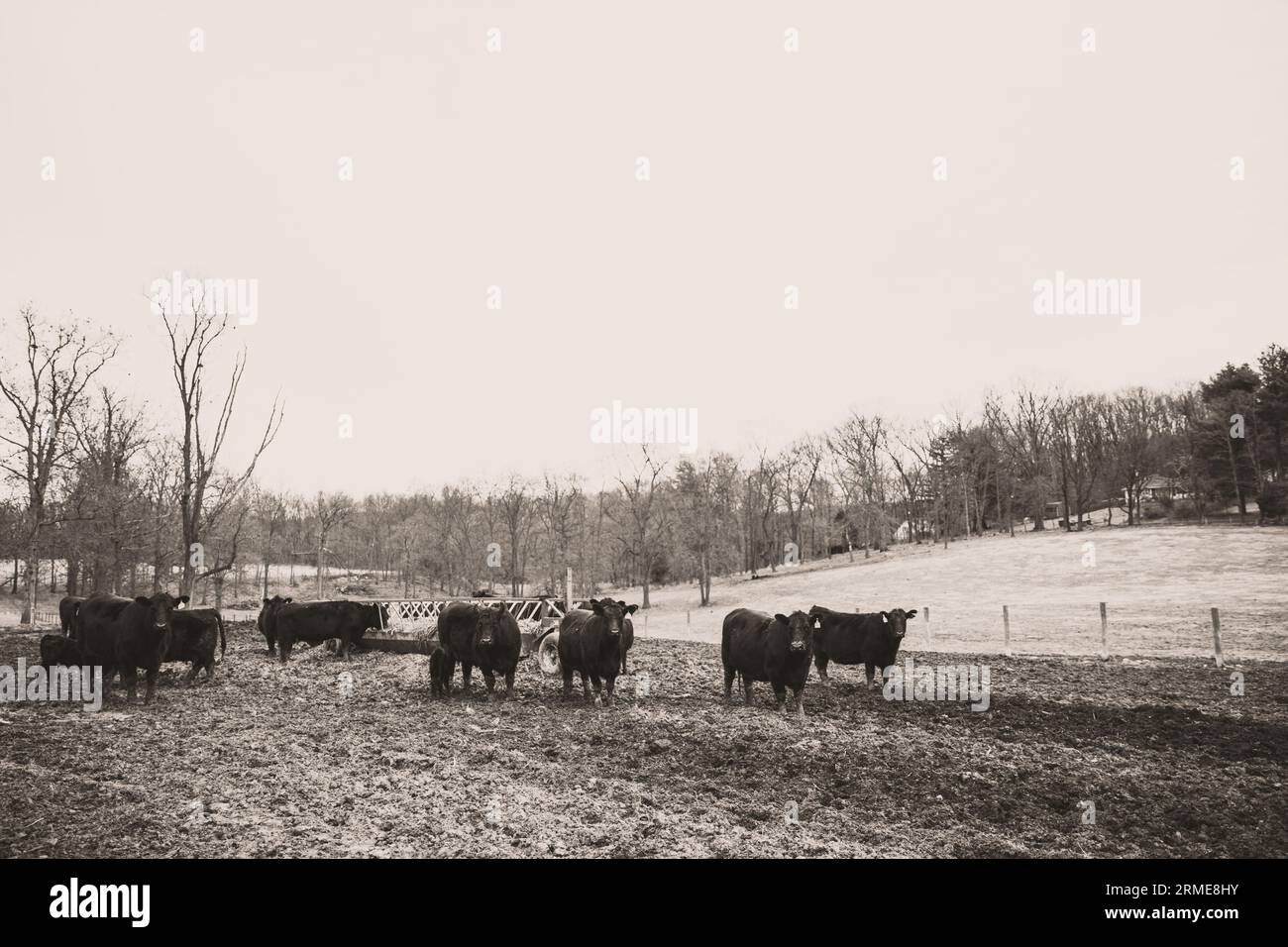 Kühe auf einem Feld an einem kalten und düsteren Wintertag Stockfoto