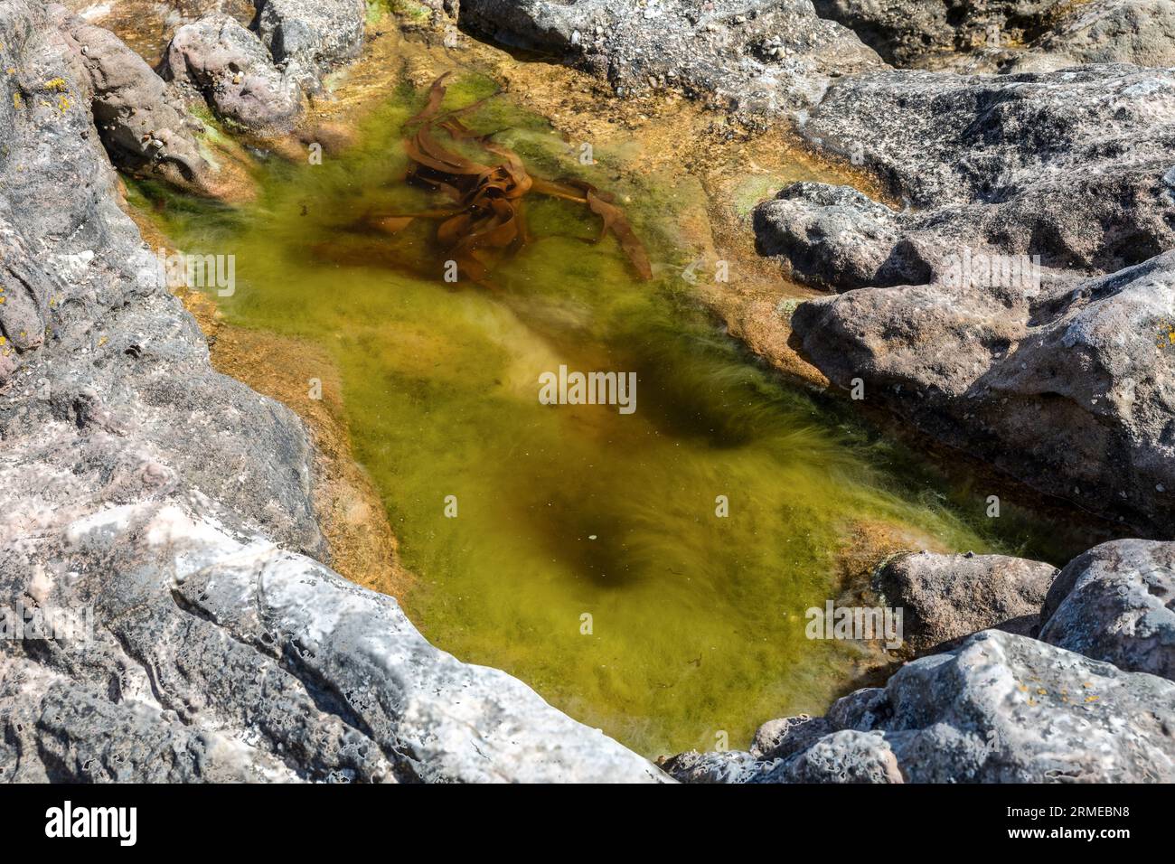 Rock Pool, Murlough Bay, Nordirland, Großbritannien Stockfoto