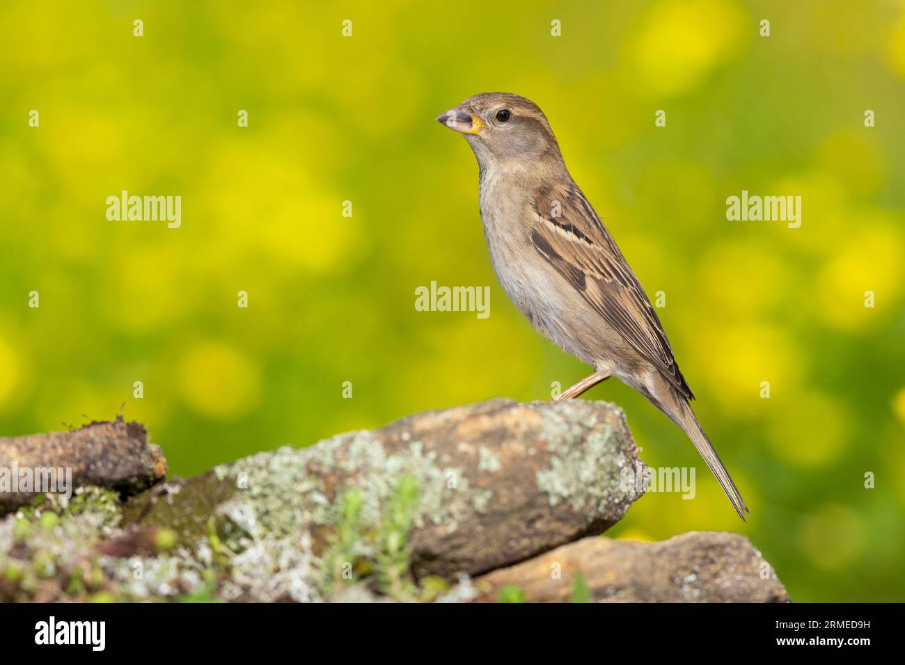 Italienischer Sparrow (Passer italiae), Seitenansicht eines Weibchens auf einem Felsen, Kampanien, Italien Stockfoto