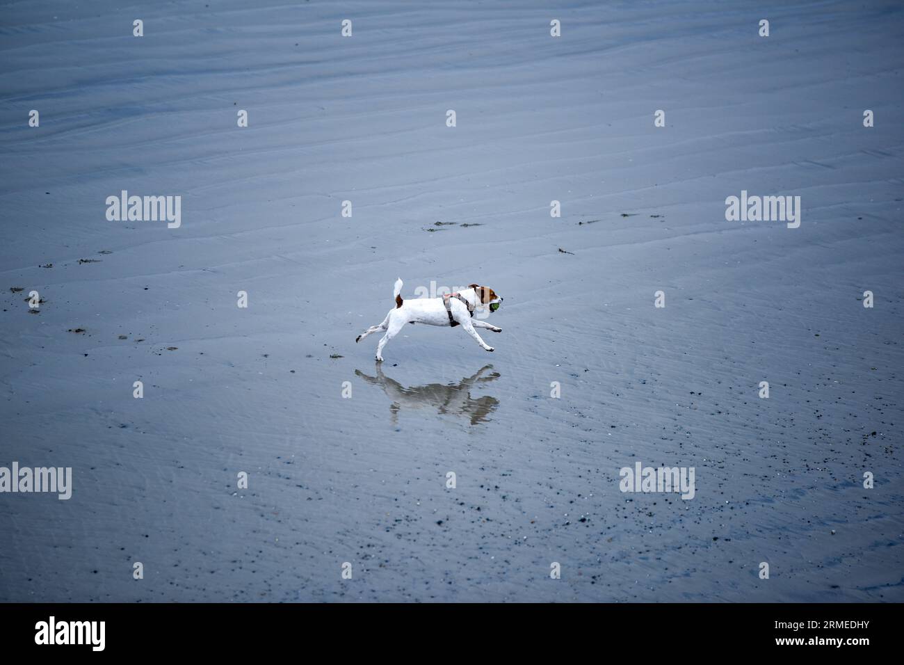 Ein Hund läuft fröhlich am Strand. Stockfoto