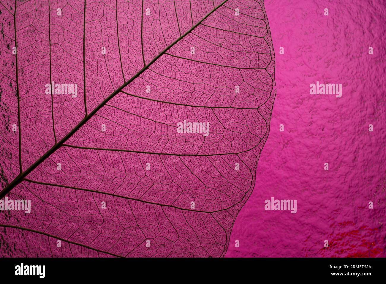 Skelett-Blatt auf wohlwollendem rosafarbenem Hintergrund, weicher Fokus Nahaufnahme Stockfoto