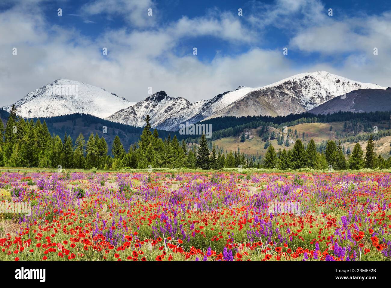 Landschaft mit schneebedeckten Bergen, Wald und blühendem Feld mit Wildblumen Stockfoto