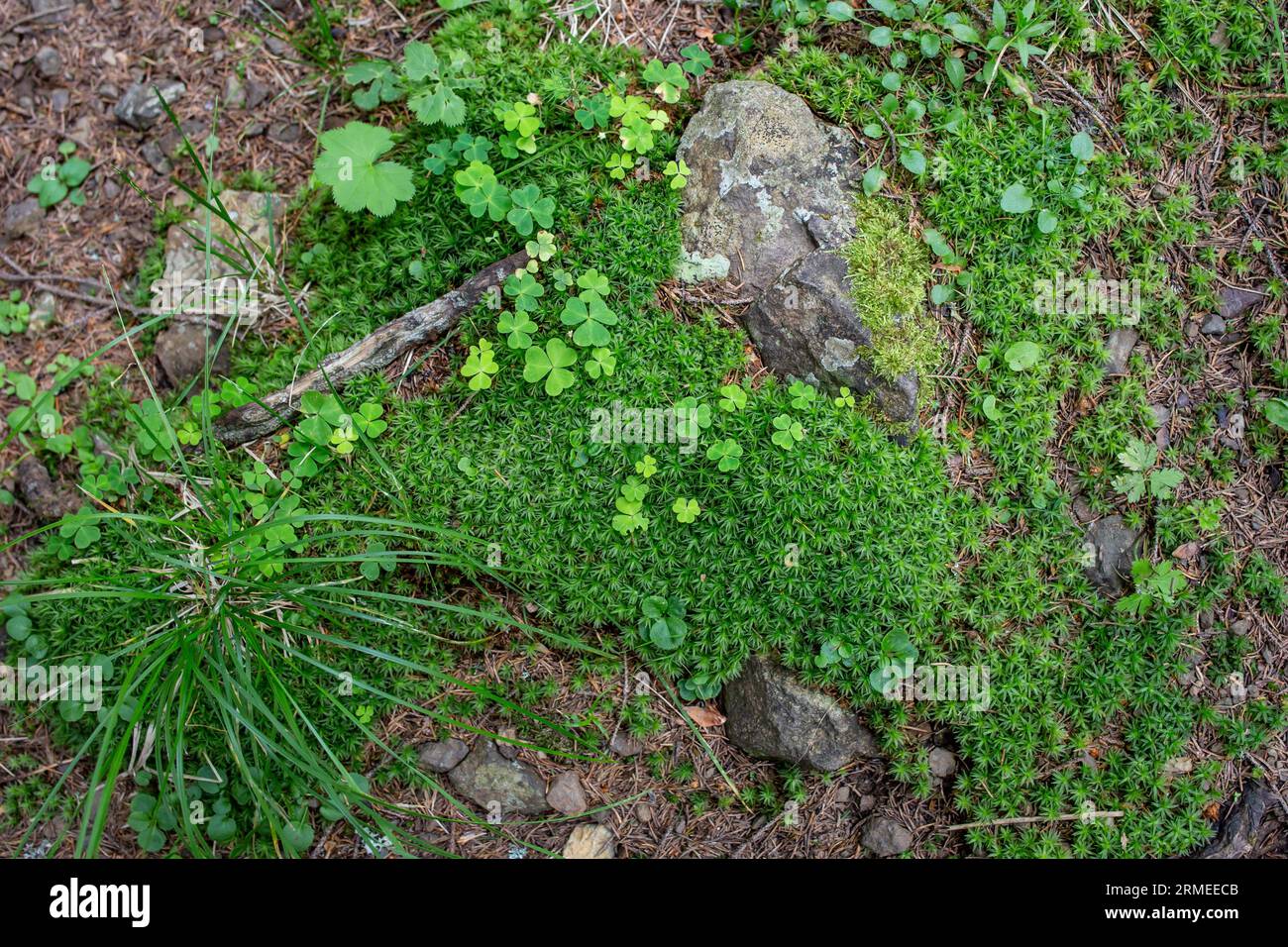 Waldflora mit Nelken, Moosteppich und Gras, Waldstruktur Stockfoto