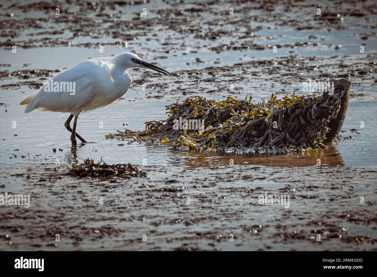 Kleiner Weißreiher am Fluss exe bei Topsham, Devon bei Ebbe. Stockfoto
