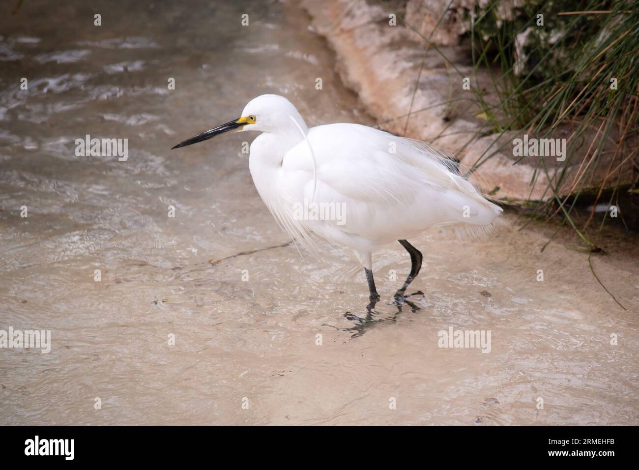 Der kleine Efert ist ein ganz weißer Wasservogel mit schwarzem Schnabel  Stockfotografie - Alamy