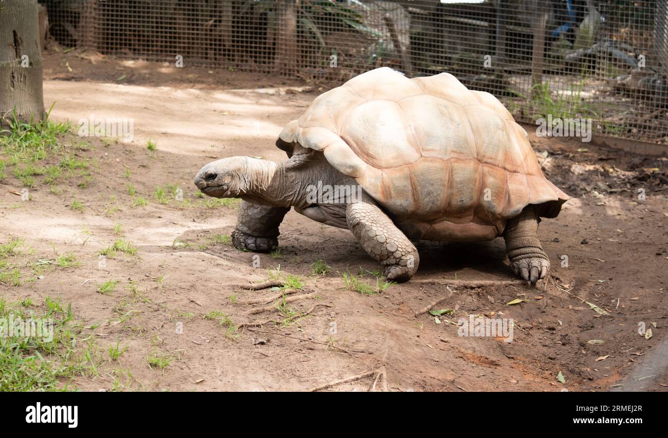 Aldabra Riesenschildkröten sind hauptsächlich am frühen Morgen und am späten Abend aktiv und verbringen den Rest des Tages in Höhlen oder Sumpfgebieten Stockfoto