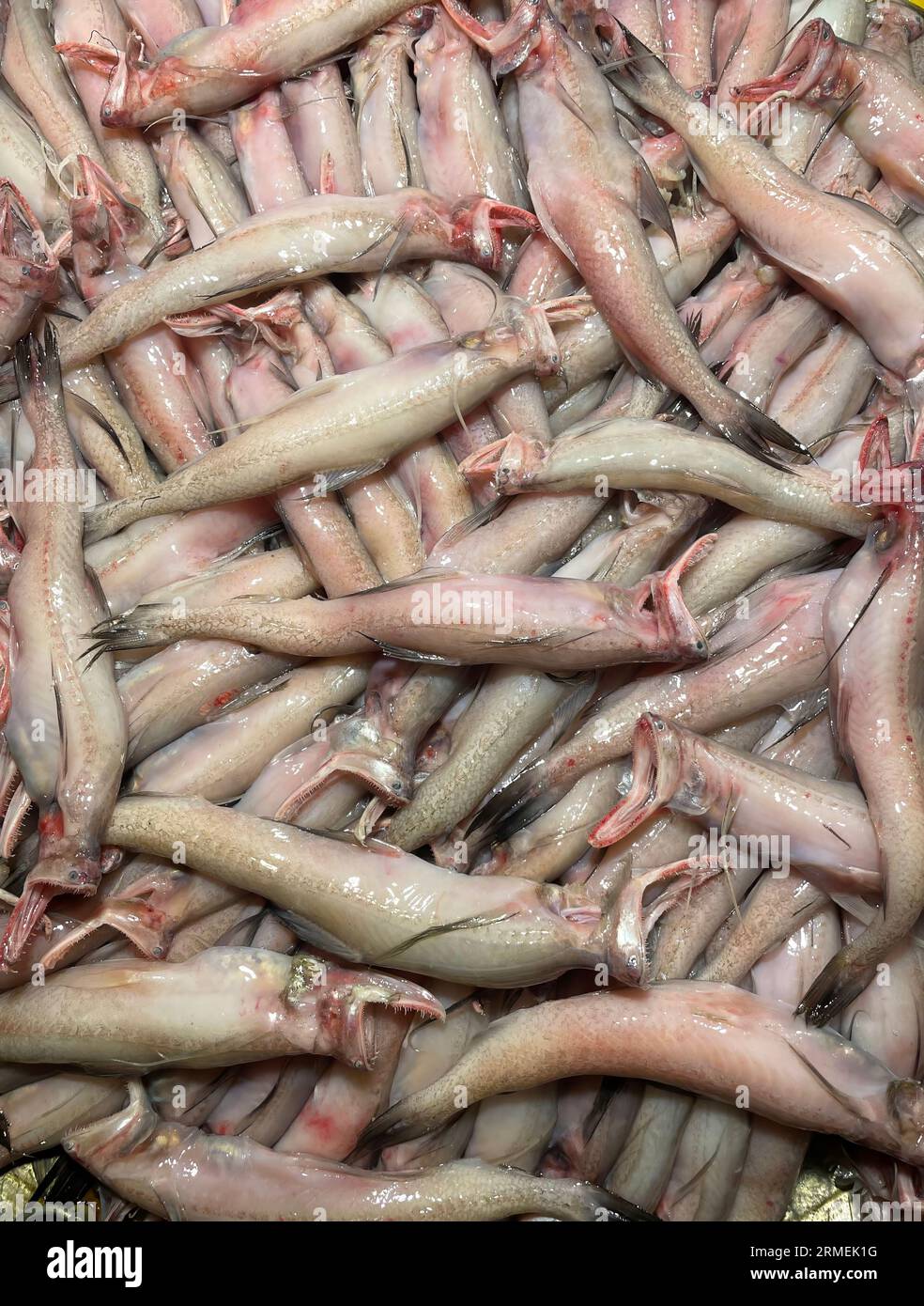 Bombay Entenfisch auf dem Fischmarkt. Dieses Foto wurde aus Bangladesch gemacht. Stockfoto