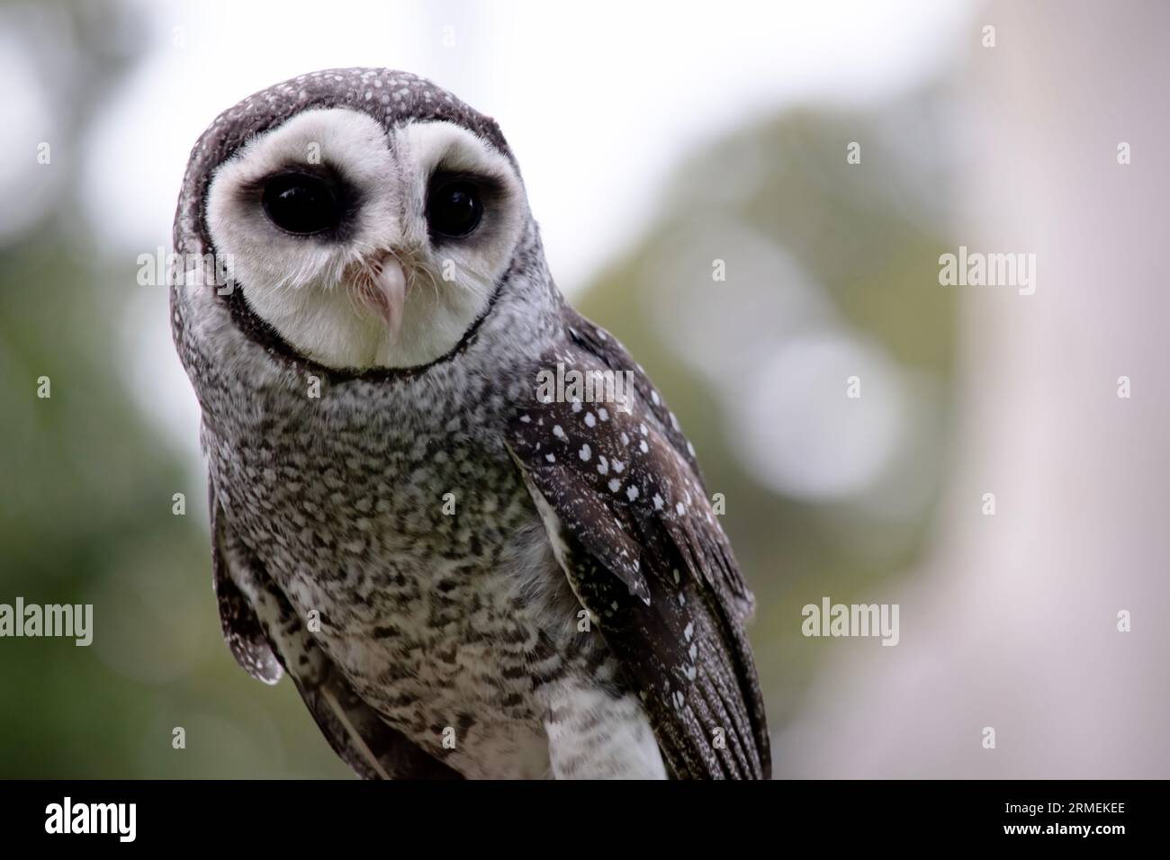 Die weniger rußige Eule hat eine dunkelrußgraue Farbe, mit großen Augen in einem grauen Gesicht, feinen weißen Flecken oben und unten und einem blassen Bauch. Stockfoto