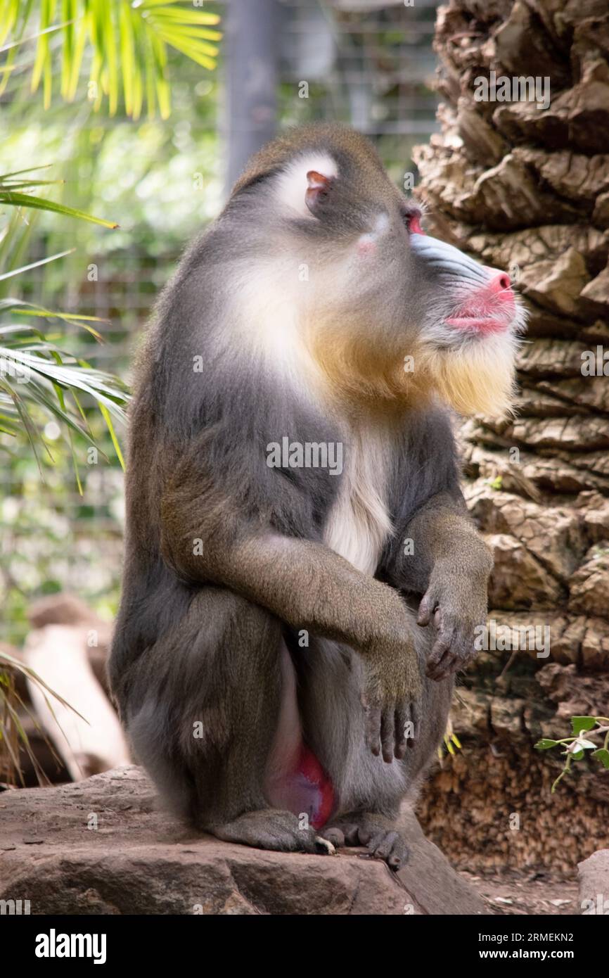 Der Mandrill hat dicke, violette und blaue Rillen entlang der Nase, rote Lippen und Nase und einen goldenen Bart. Stockfoto