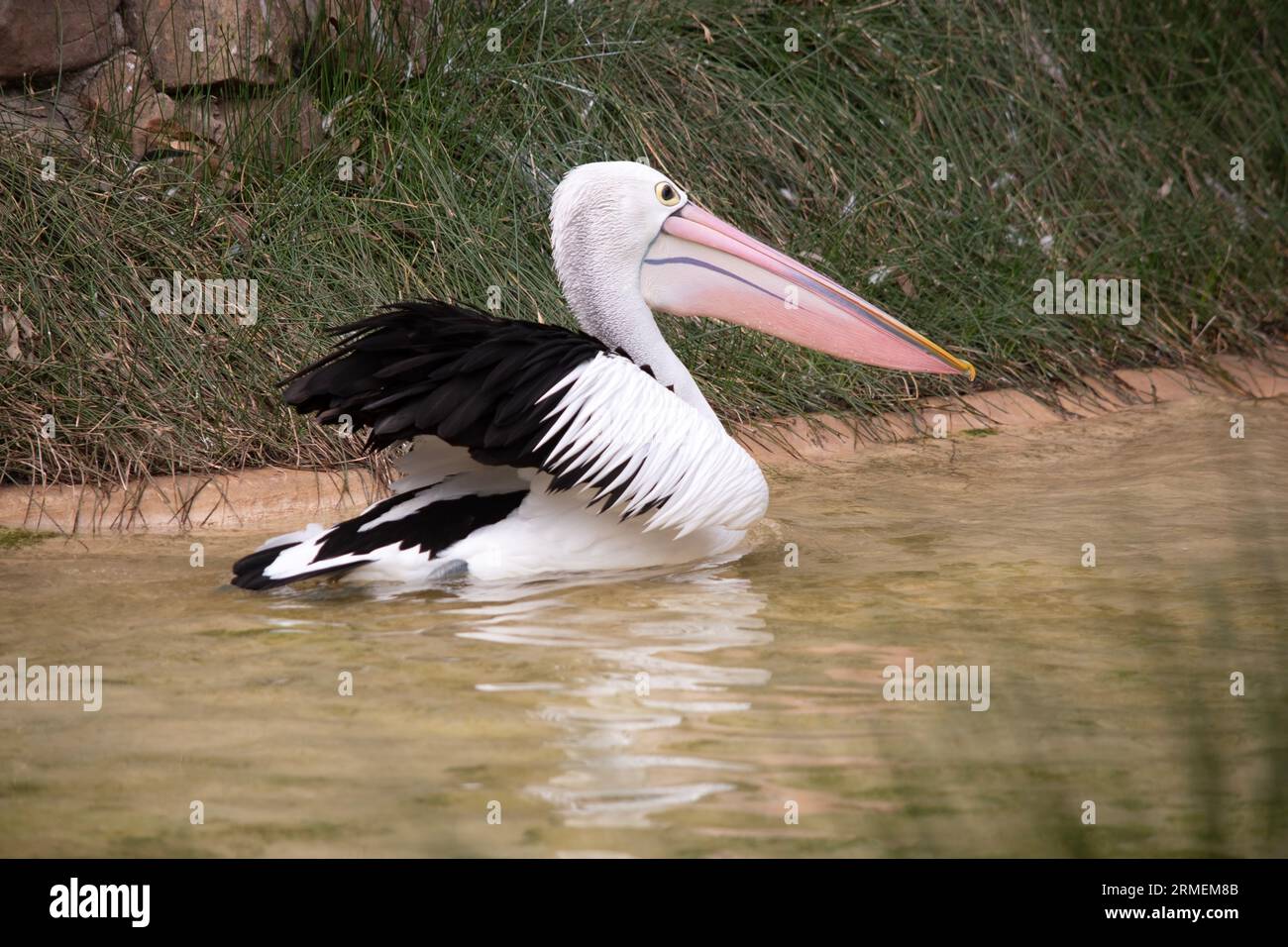 Australische Pelikane sind einer der größten fliegenden Vögel. Sie haben einen weißen Körper und Kopf und schwarze Flügel. Sie haben einen großen rosa Schein. Stockfoto