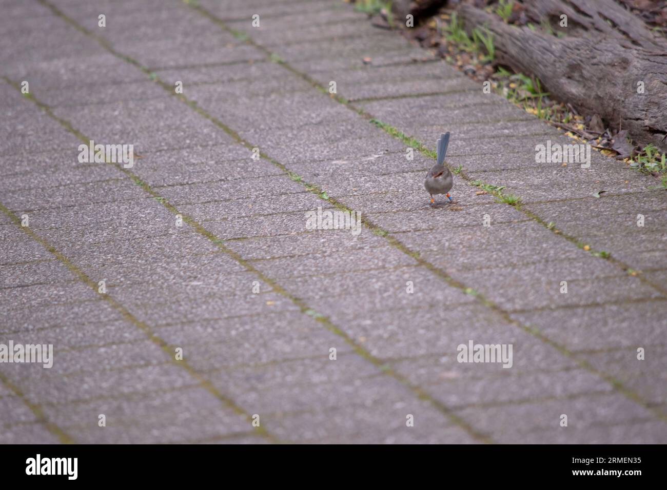 Die Fee hat einen grau-weißen Bauch und die Rechnung ist schwarz. Weibchen und Jungvögel sind meist braun oben mit einem matten rot-orangen Bereich um sie herum Stockfoto