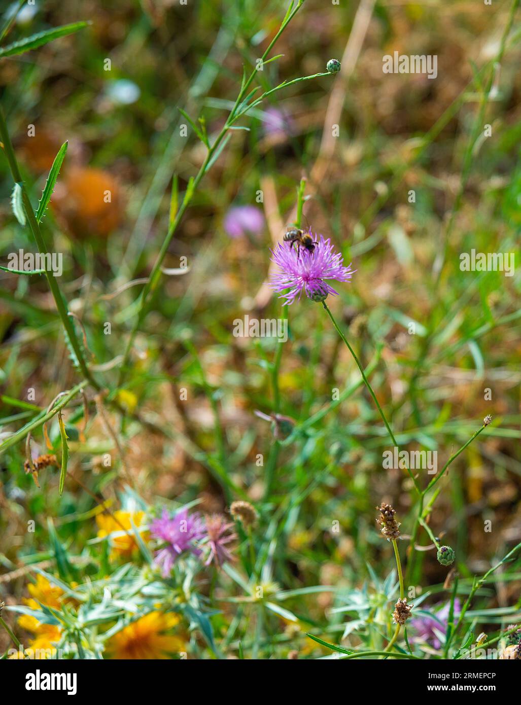 Biene nippen an wilden Blumen. Stockfoto