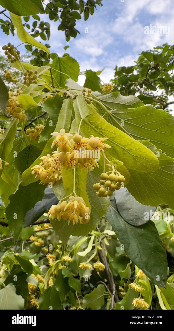 Linden. Frische Lindensamen, die auf Baumzweigen wachsen Stockfoto