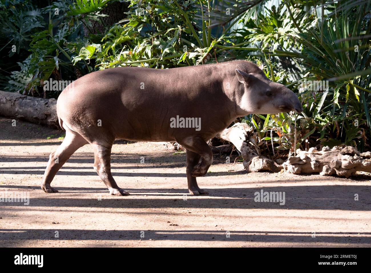 Die lange, flexible Schnauze des Tapirs wird aus Oberlippe und Nase gebildet. Verwenden Sie diese Option, um Lebensmittel nach Geruch zu finden. Stockfoto