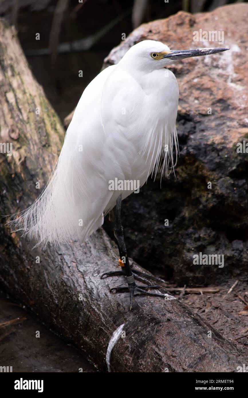 Der Reiher hat einen relativ kurzen, dicken Hals, einen stabilen Schirm und eine gekrümmte Haltung. Er ist überwiegend weiß und hat eine Bräunung um den Kopf Stockfoto