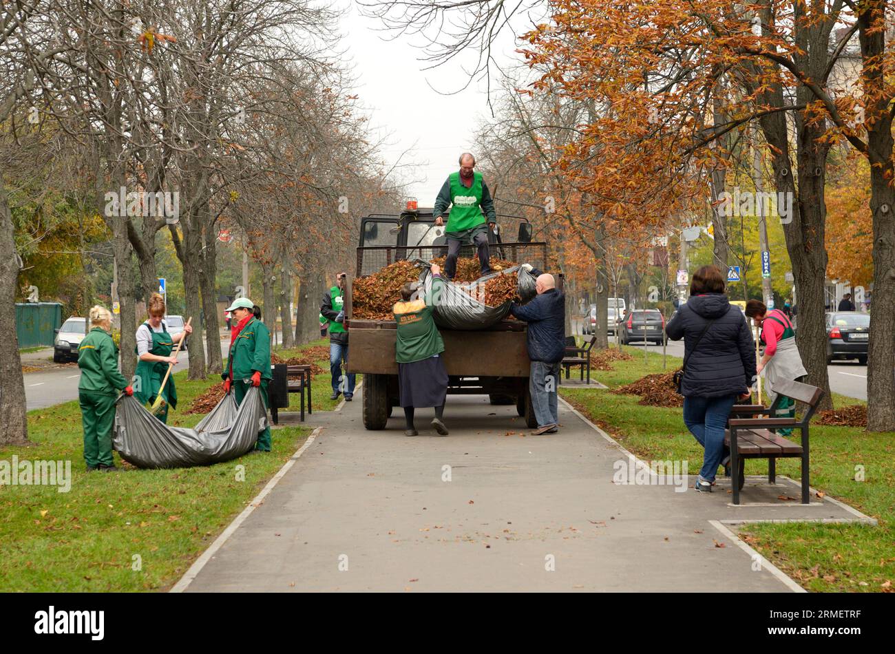Reinigungsparks: Kommunale Kehrmaschinen, die Laubstapel auf einen Anhänger eines Traktors laden. Oktober 2017. Park Nivki. Kiew, Ukraine Stockfoto