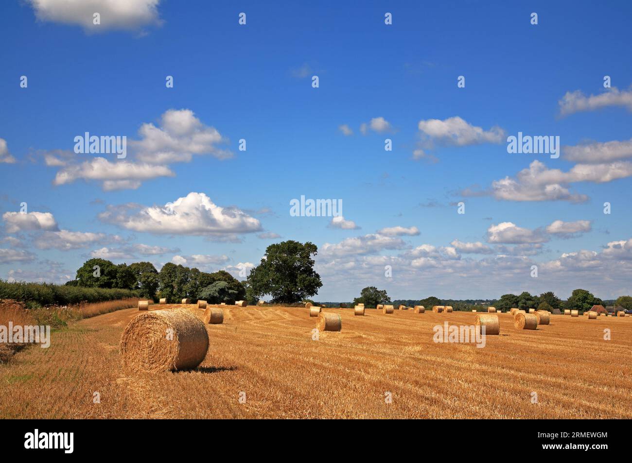 Ein Feld nach der Ernte mit Ballen, die auf die Sammlung in der Landschaft von Norfolk in Thurne, Norfolk, England, Vereinigtes Königreich warten. Stockfoto