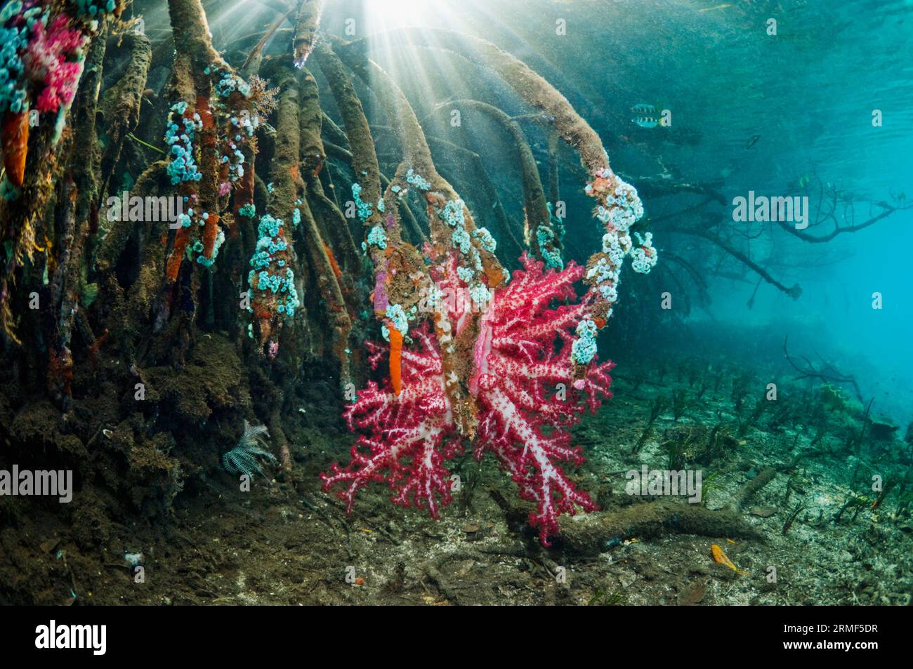 Sonnenlichtschächte mit Weichkorallen und anderen Wirbellosen, die an Mangrovenwurzeln wachsen (Rhizophora sp.). Raja Ampat, West Papua, Indonesien. Stockfoto