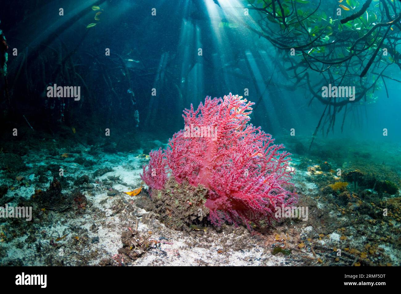 Blaue Mangrove. Weichkorallen, die an Mangrovenwurzeln wachsen (Rhizophora sp). Raja Ampat, West Papua, Indonesien. Stockfoto