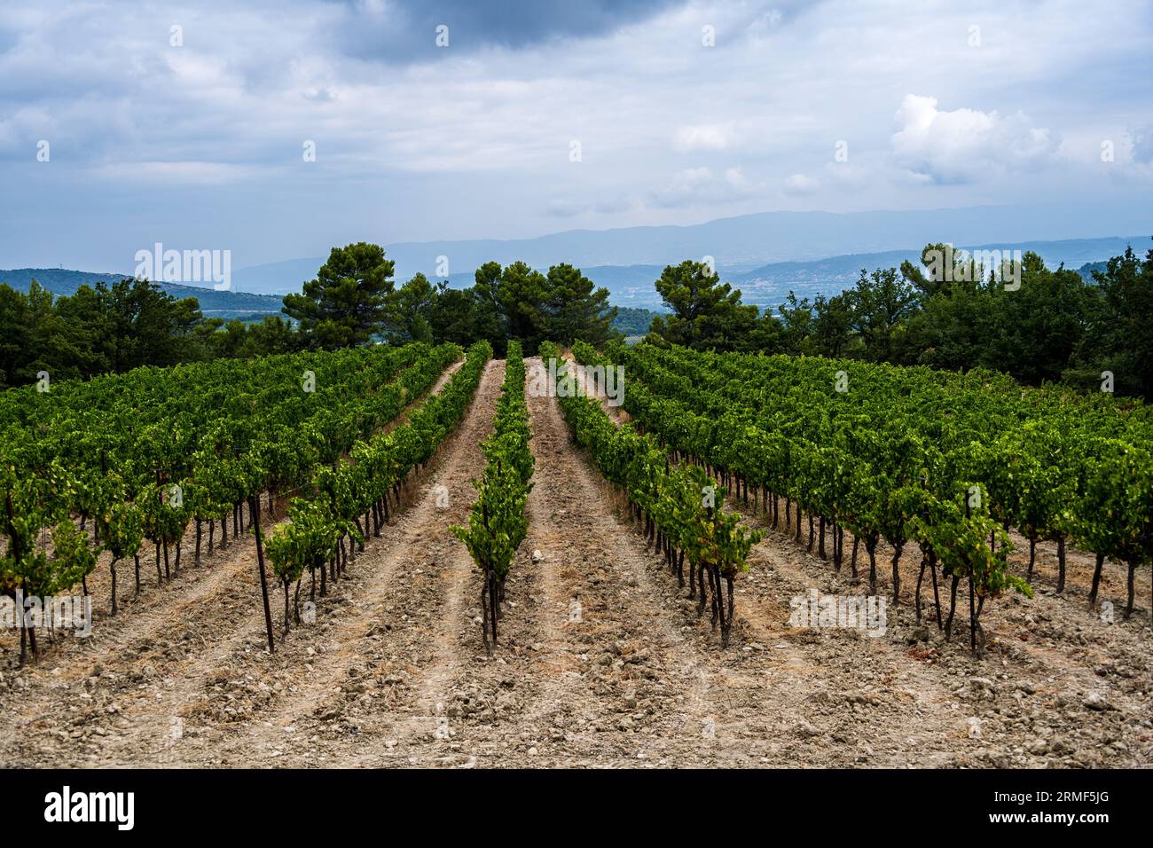 Ein Foto mit Blick auf Weinreben in einem Weinberg vor blauem Himmel. Stockfoto