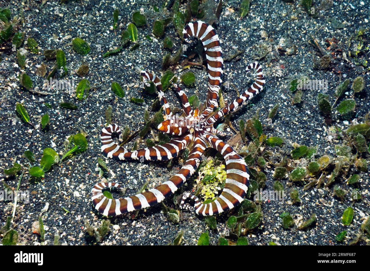 „Wunderpus“ (Wunderpus photogenicus) kann die Farbe spektakulär verändern und viele verschiedene Formen annehmen. Lembeh-Straße, Nord-Sulawesi, Indonesien. Stockfoto