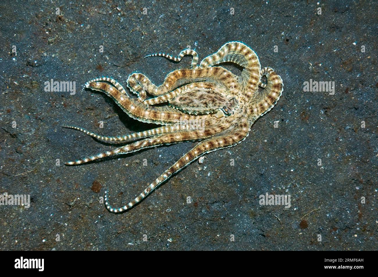 Mimikoktopus (Thaumoctopus mimicuso) auf der Jagd über Sandboden. Kann die Farbe spektakulär ändern und viele verschiedene Formen annehmen. Lembeh Strait, N Stockfoto