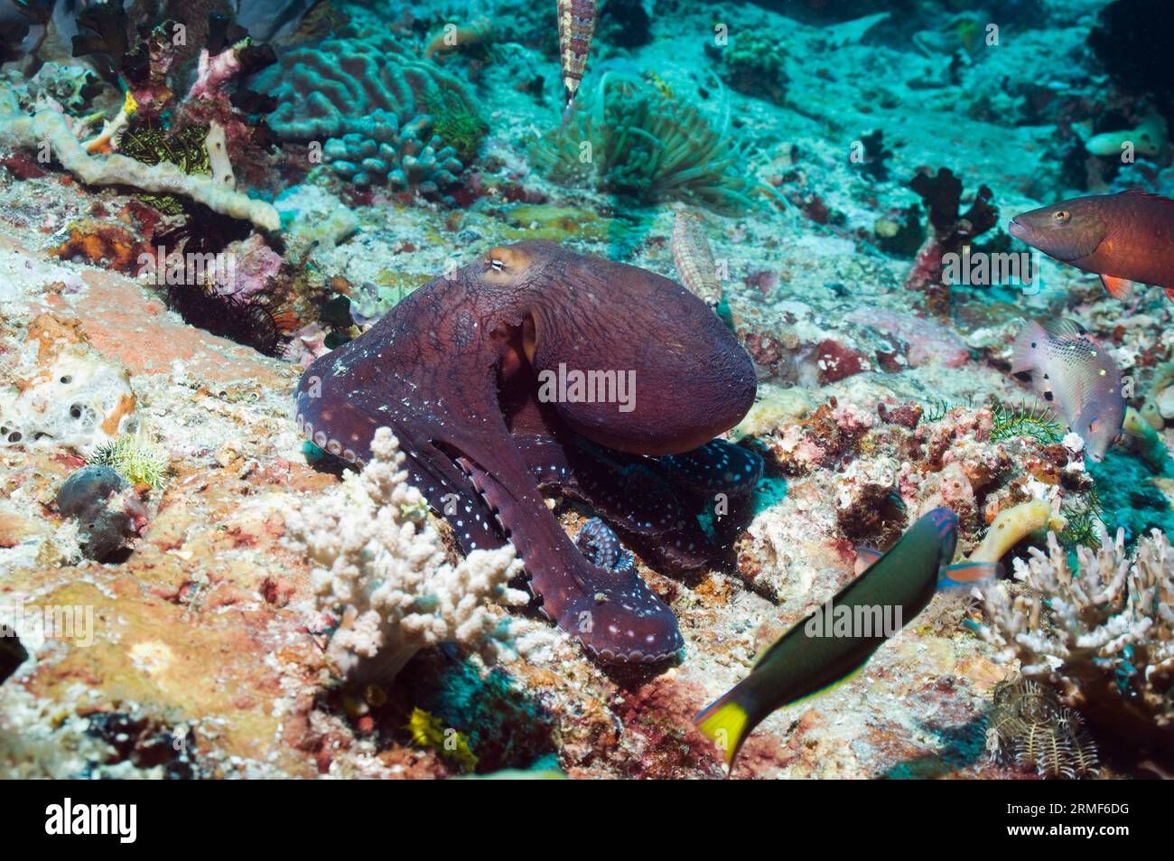 Tag Oktopus (Octopus cyanea) Jagd auf Korallenriff, genau beobachtet von einigen Wassen, die hoffen, entflohene zu fangen. Komodo-Nationalpark, Indonesien Stockfoto