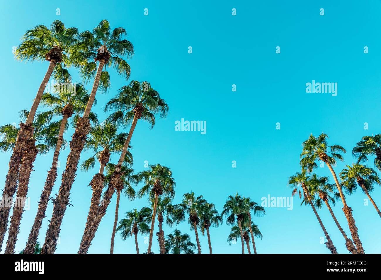 Palmen und blauer Himmel mit Kopierraum, tropischer Hintergrund Stockfoto