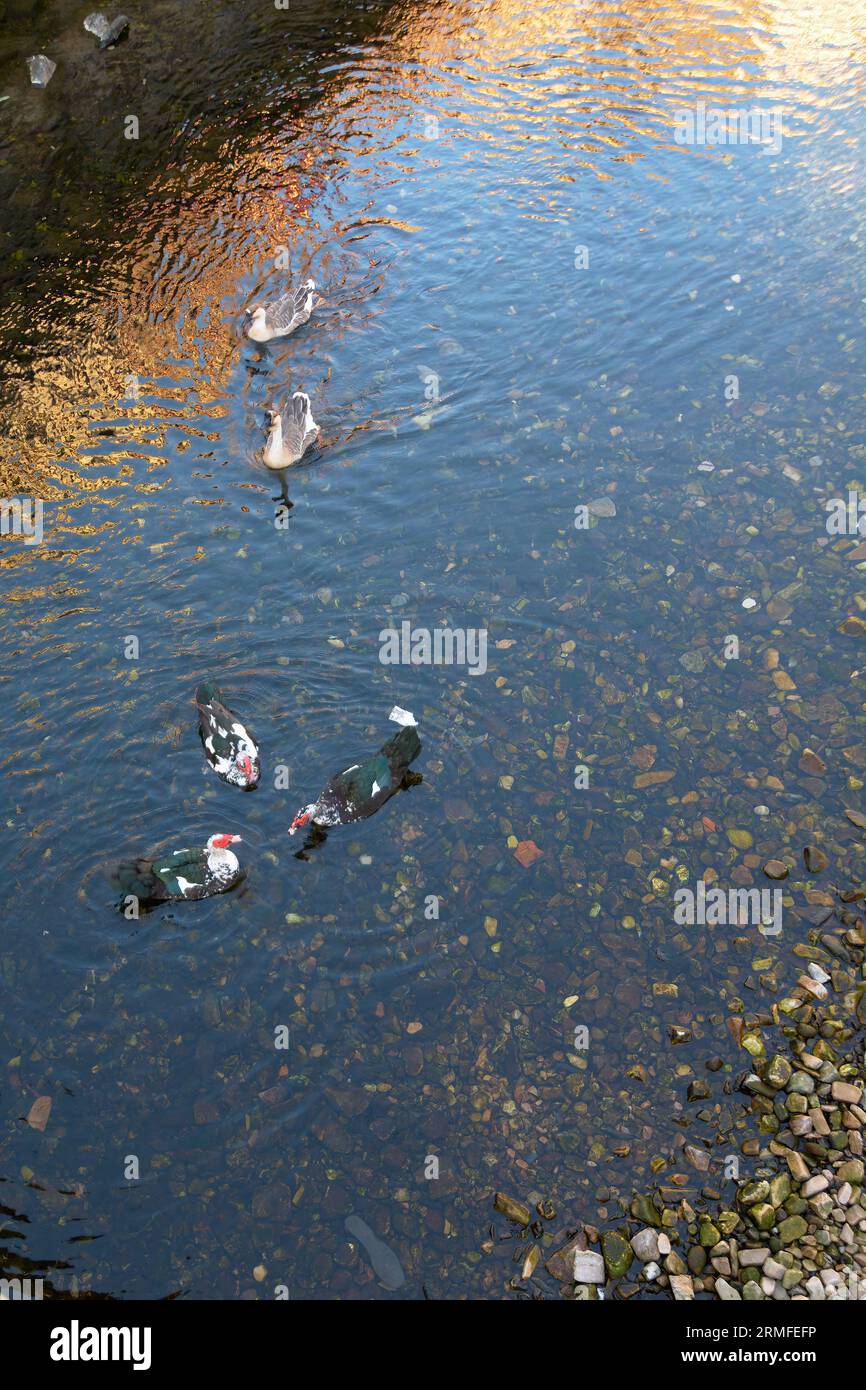 Malerischer Blick auf einen ruhigen Fluss, während fünf anmutige Enten durch das ruhige Wasser gleiten. Die Enten, gebadet in den sanften Tönen der goldenen Stunde, kreieren Stockfoto