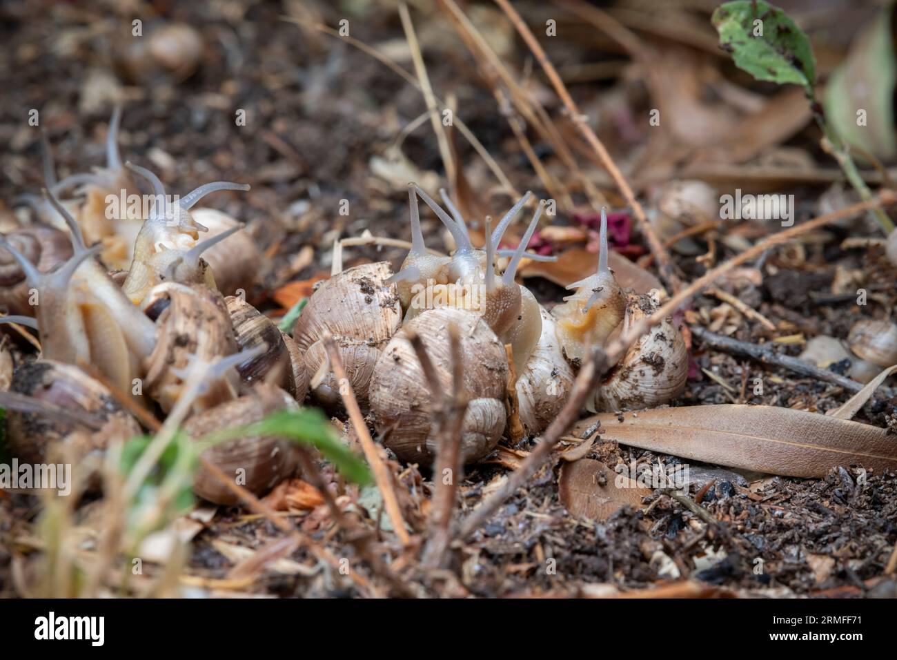 Gartenschnecken aneinander geklebt und in Gruppen unter leichtem Regen aneinander geklebt, Verpaarung von Landschnecken, Südfrankreich Stockfoto