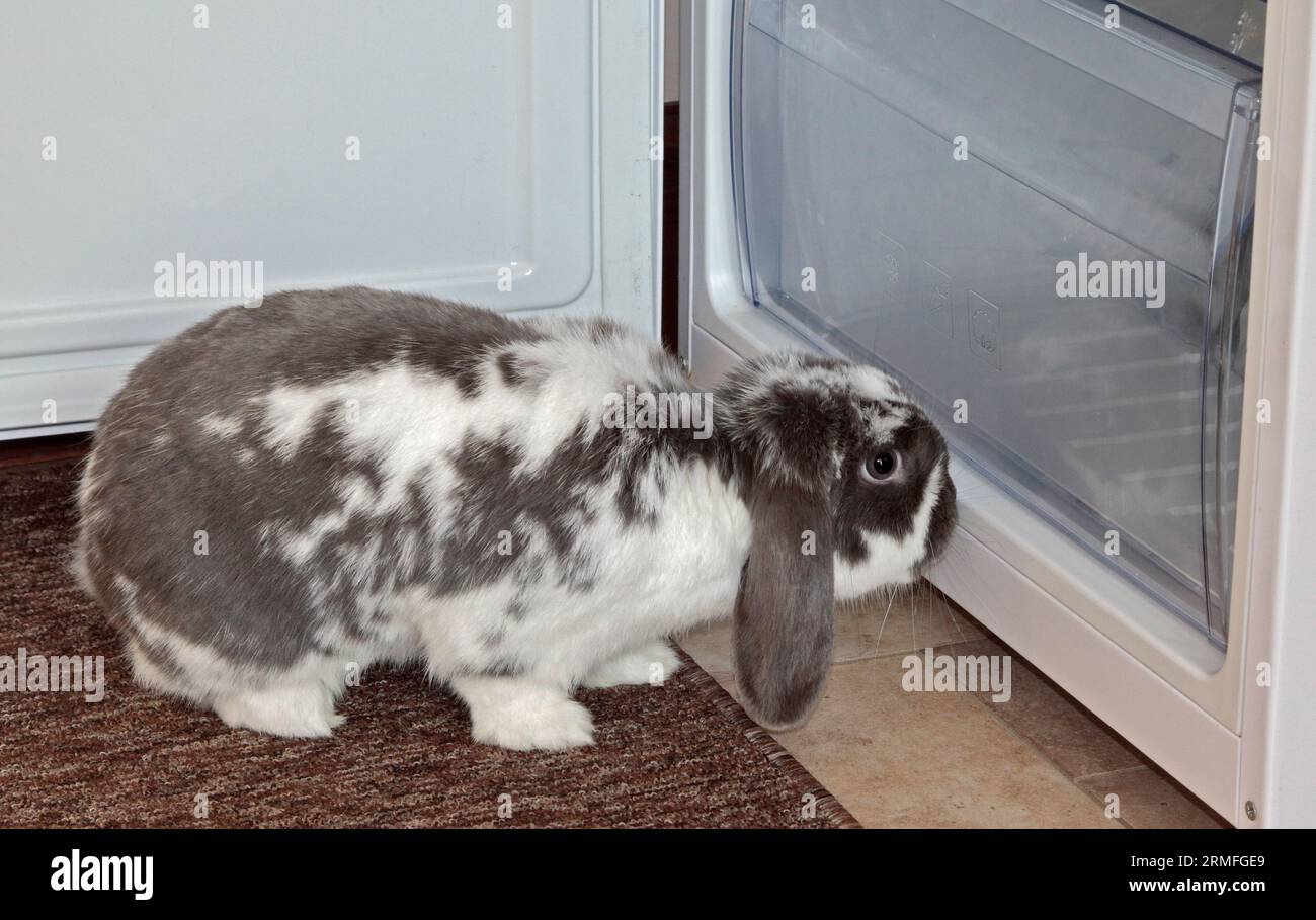 Mini-Lop-Kaninchen, das in einen offenen Kühlschrank schaut Stockfoto