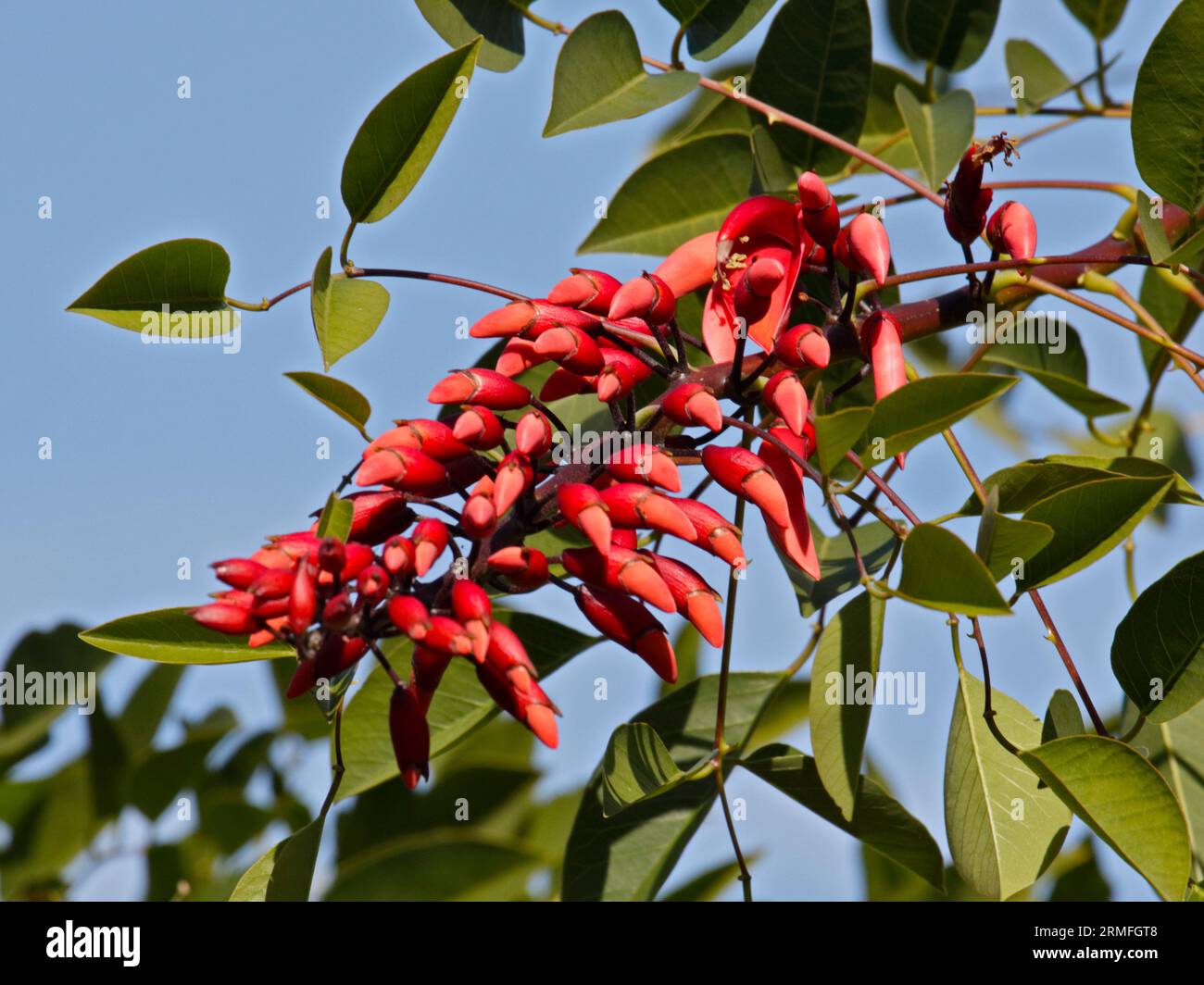 Korallenbaum (Erythrina fabaceae) Stockfoto