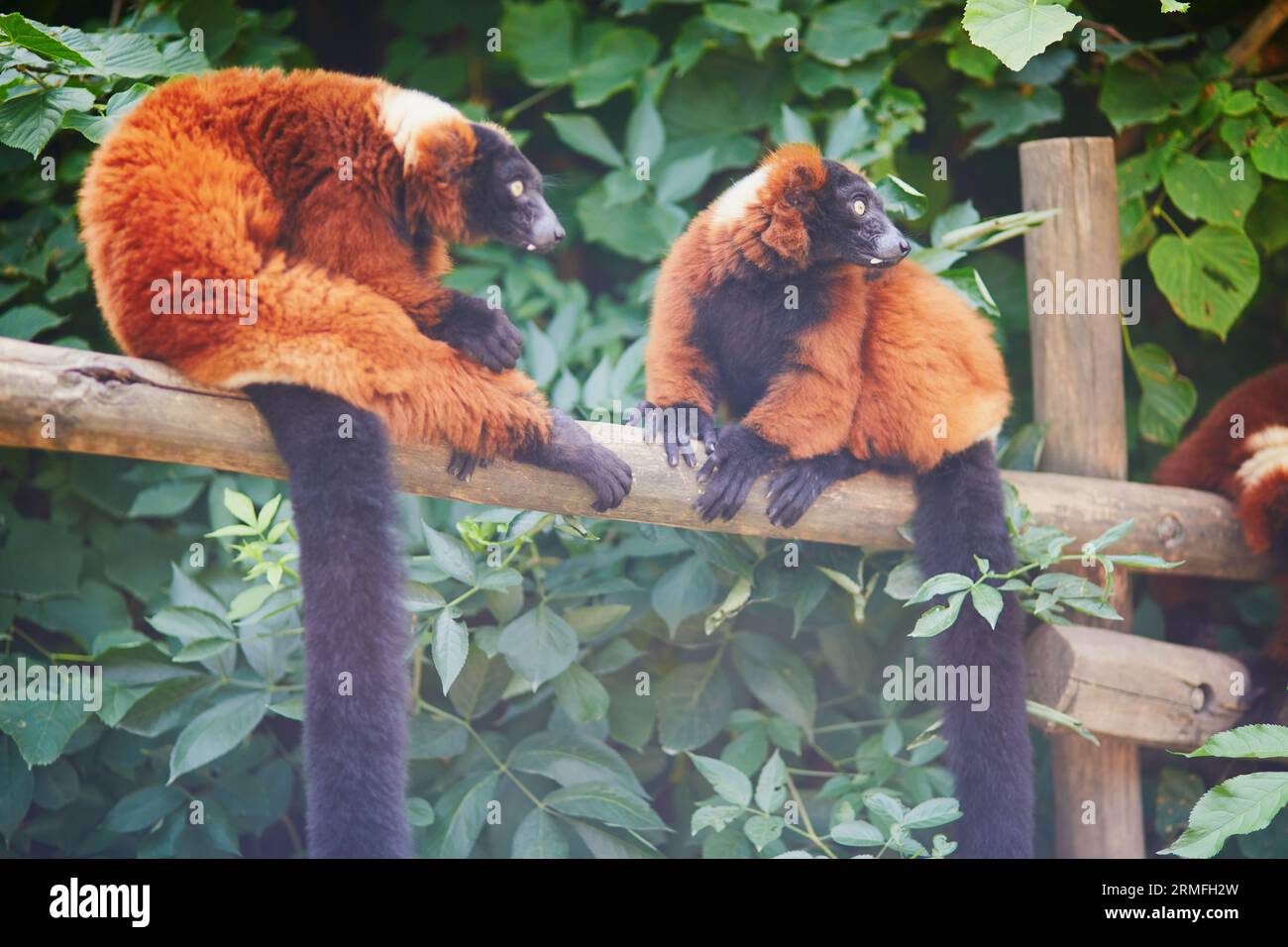 Rote, geraffte Lemuren, die in Madagaskar beheimatet sind und auf dem Zweig ruhen Stockfoto