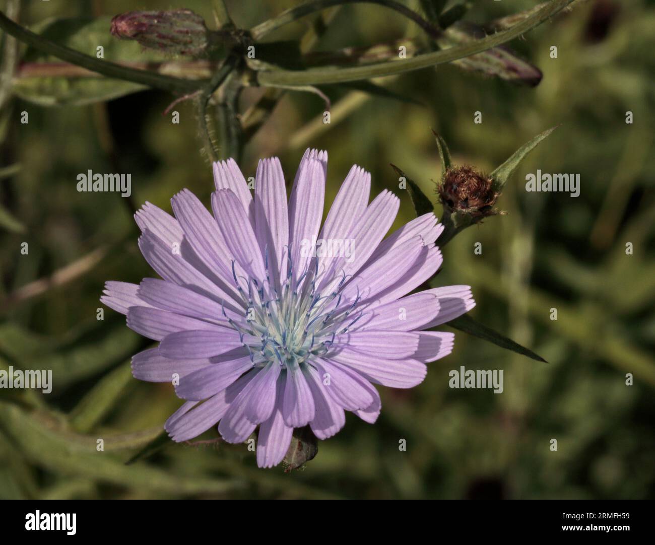 Wilde Zichorie (cichorium intybus) Stockfoto