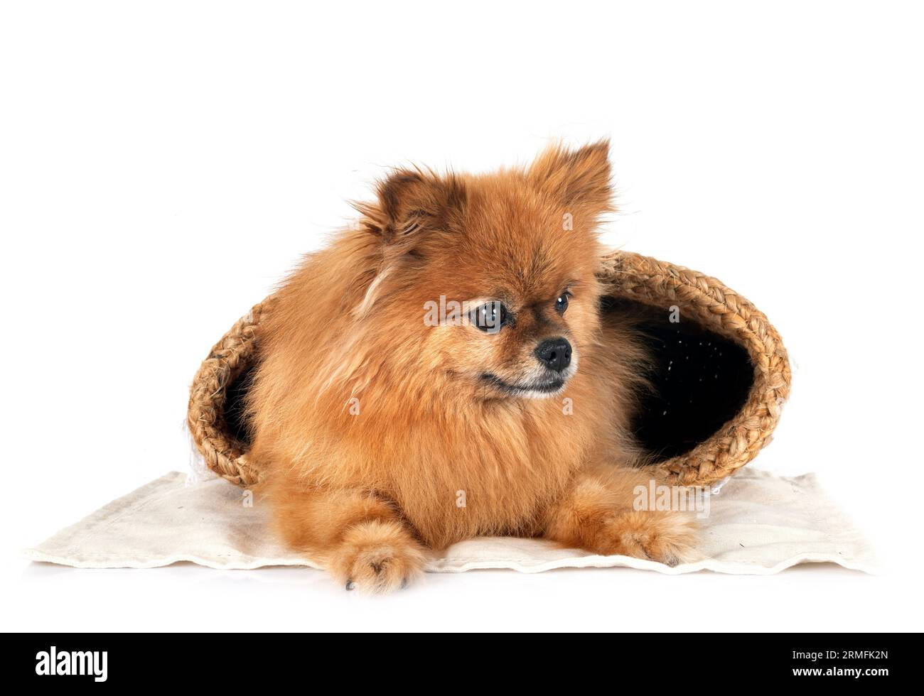 Junge pomeranian vor weißem Hintergrund Stockfoto