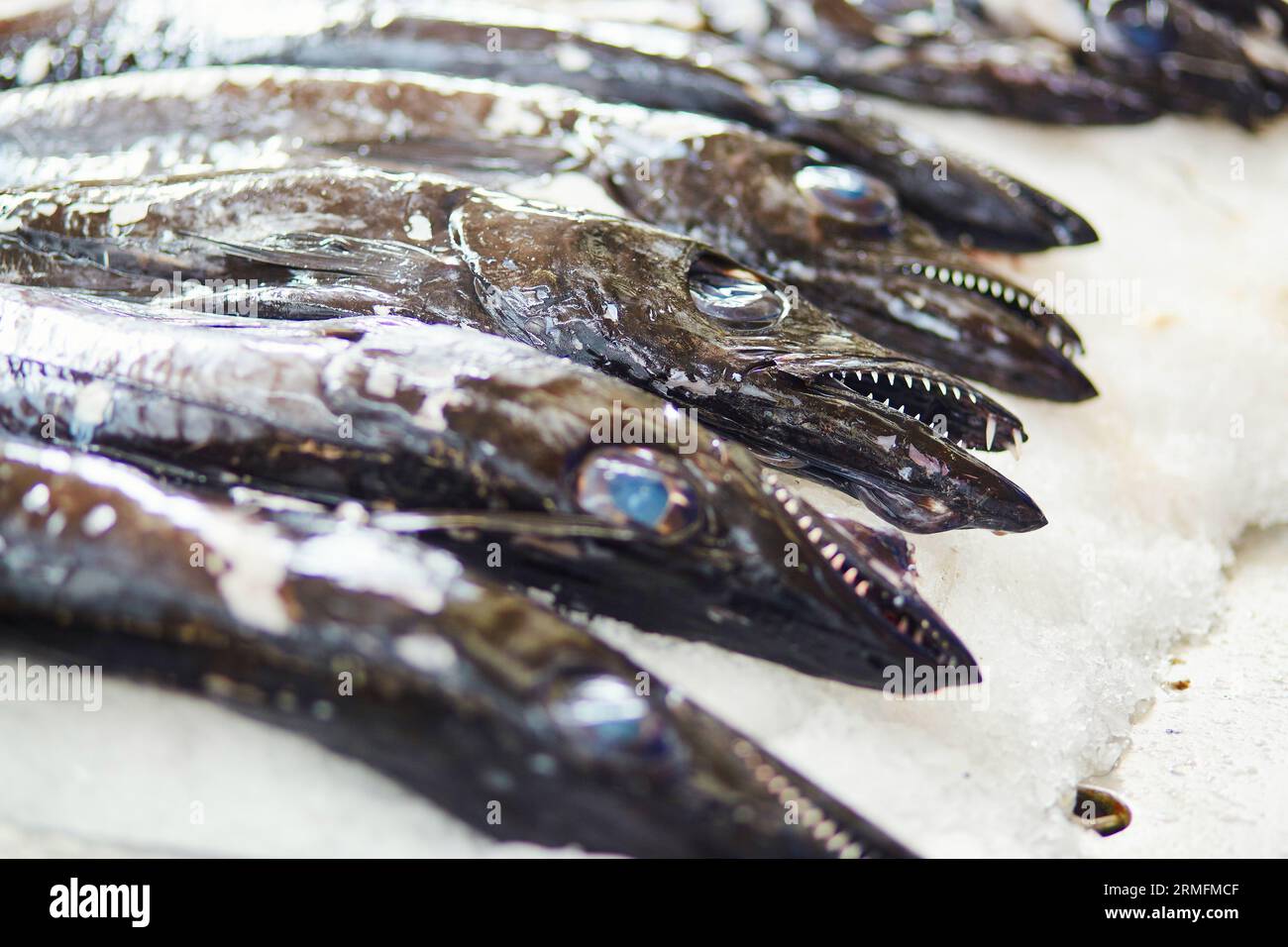 Atlantische Largehead Hairtails (auch espada genannt) auf dem traditionellen Fischmarkt Mercado dos Lavradores in Funchal, Madeira Insel, Portuga Stockfoto