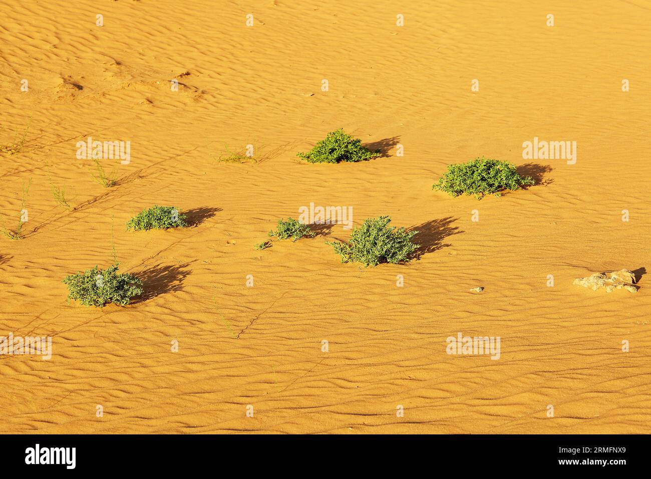 Grüne Pflanzen wachsen in Sanddünen in der Sahara, Merzouga, Marokko Stockfoto