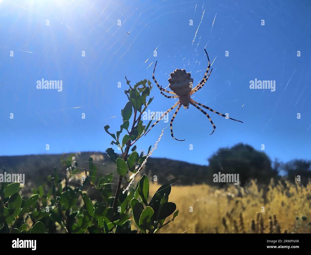 Große weibliche Orb Weaving Spider ( Argyope lobata - Araneidae Familie ) auf seinem Netz, Griechenland, Europa. Stockfoto