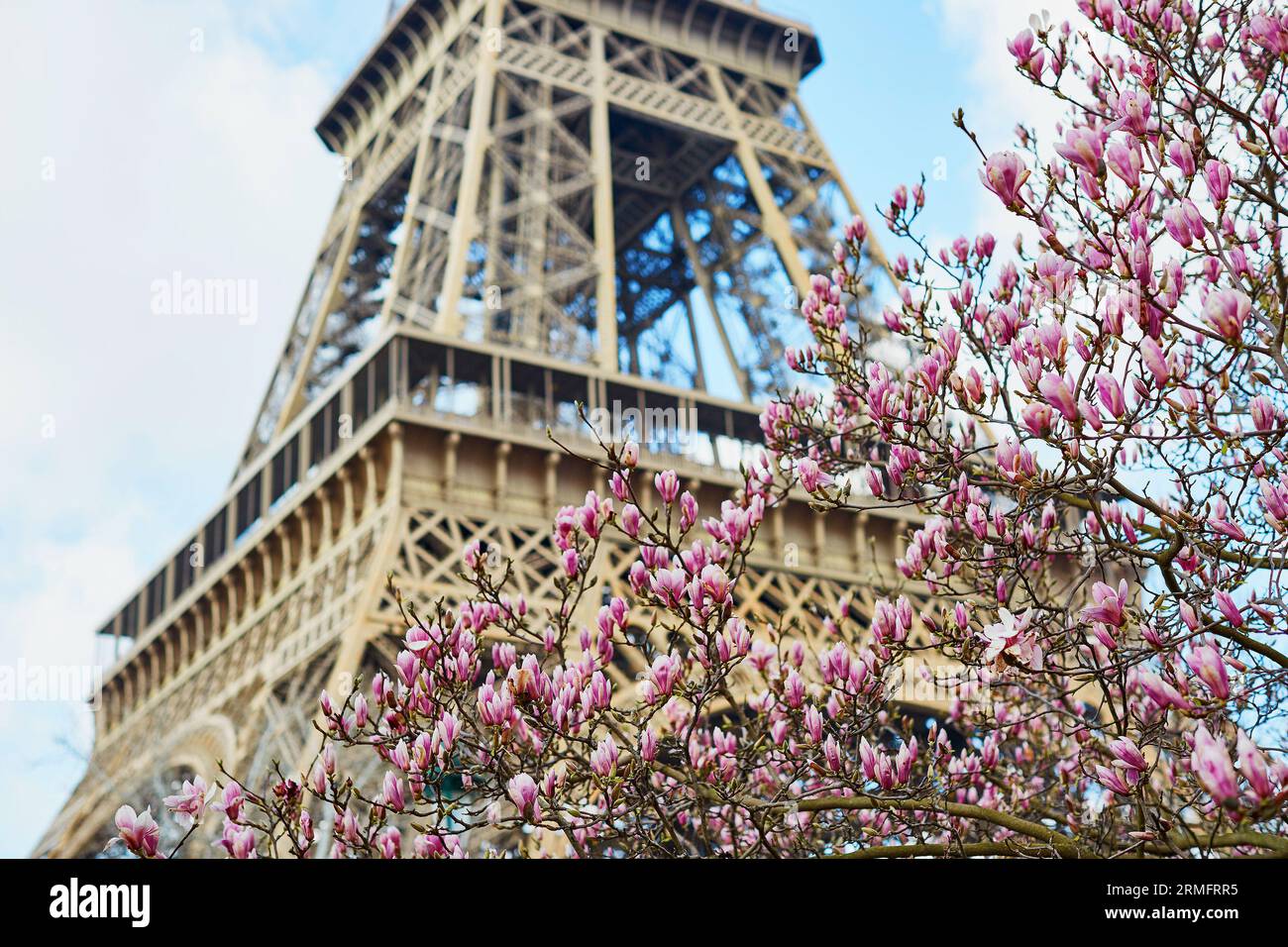 Frühling in Paris. Rosa Magnolie und Eiffelturm Stockfoto