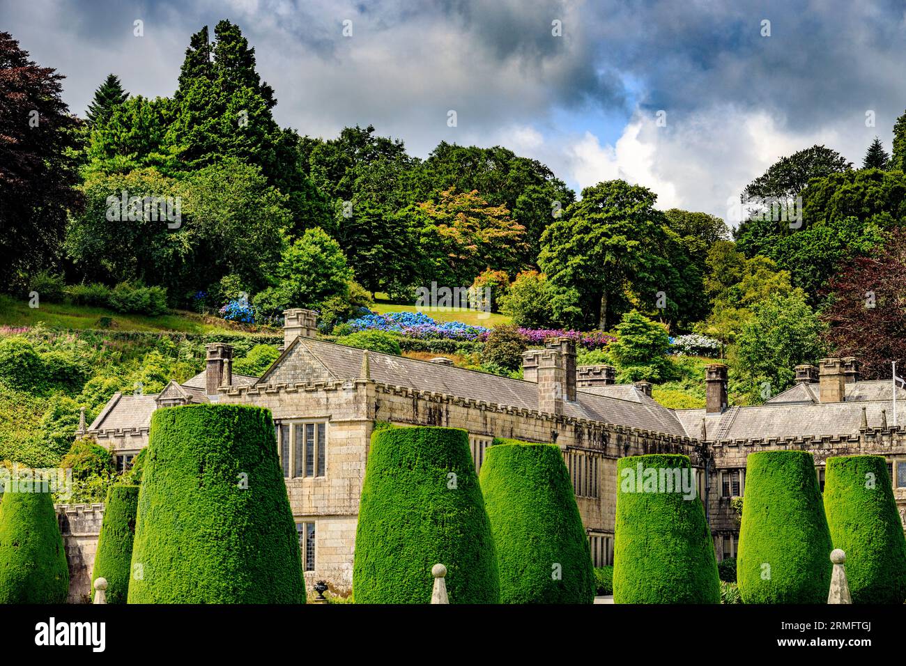 Bunte Hortensien und Topiary im Lanhydrock House and Gardens, Nr Bodmin, Cornwall, England, Großbritannien Stockfoto
