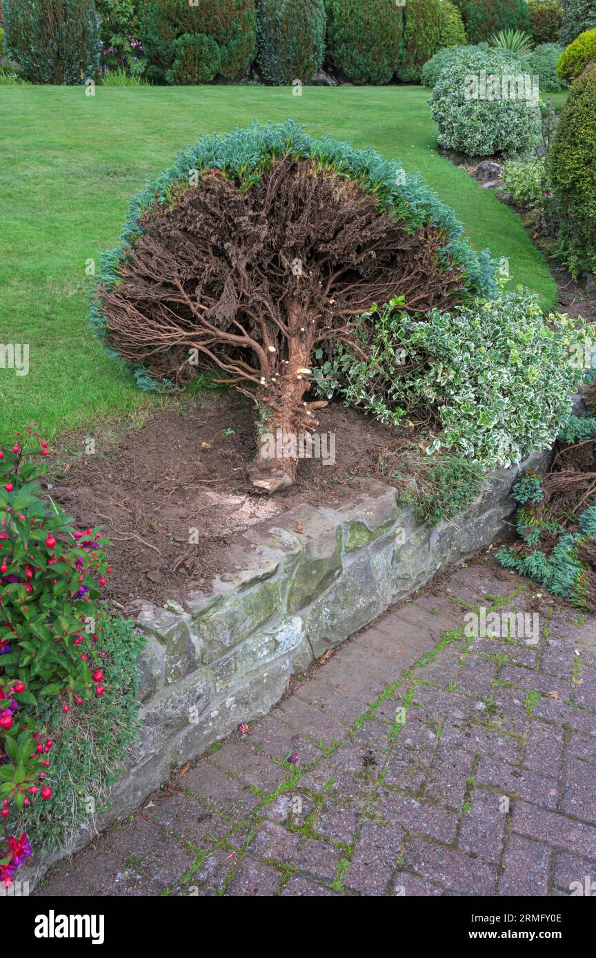Ein kleiner Nadelbaum aus wacholder, der in einem Garten gefällt wird, Schottland, Großbritannien, Europa Stockfoto