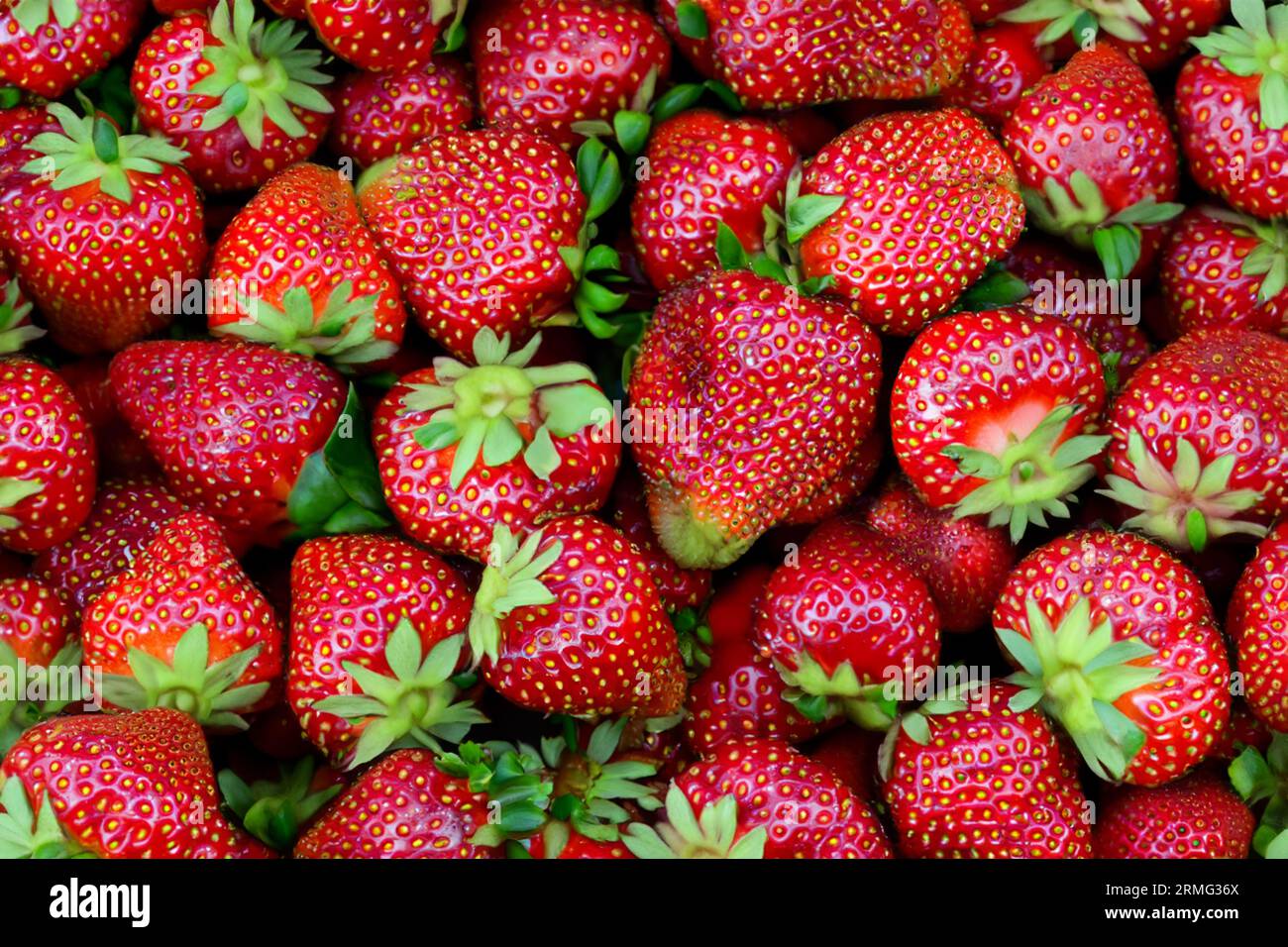 Bio-Erdbeeren Stockfoto