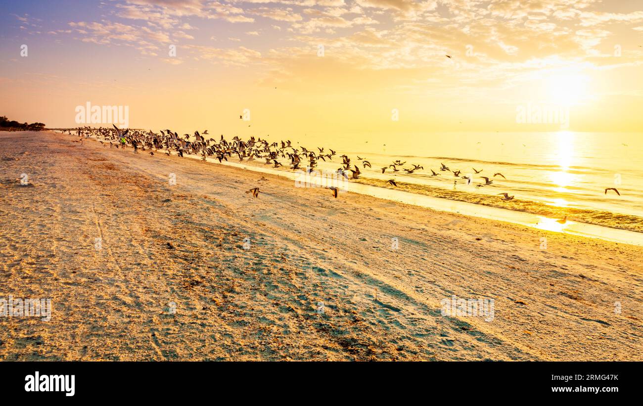 Eine Schar Möwen, die über einen Strand an der Golfküste Floridas fliegen Stockfoto