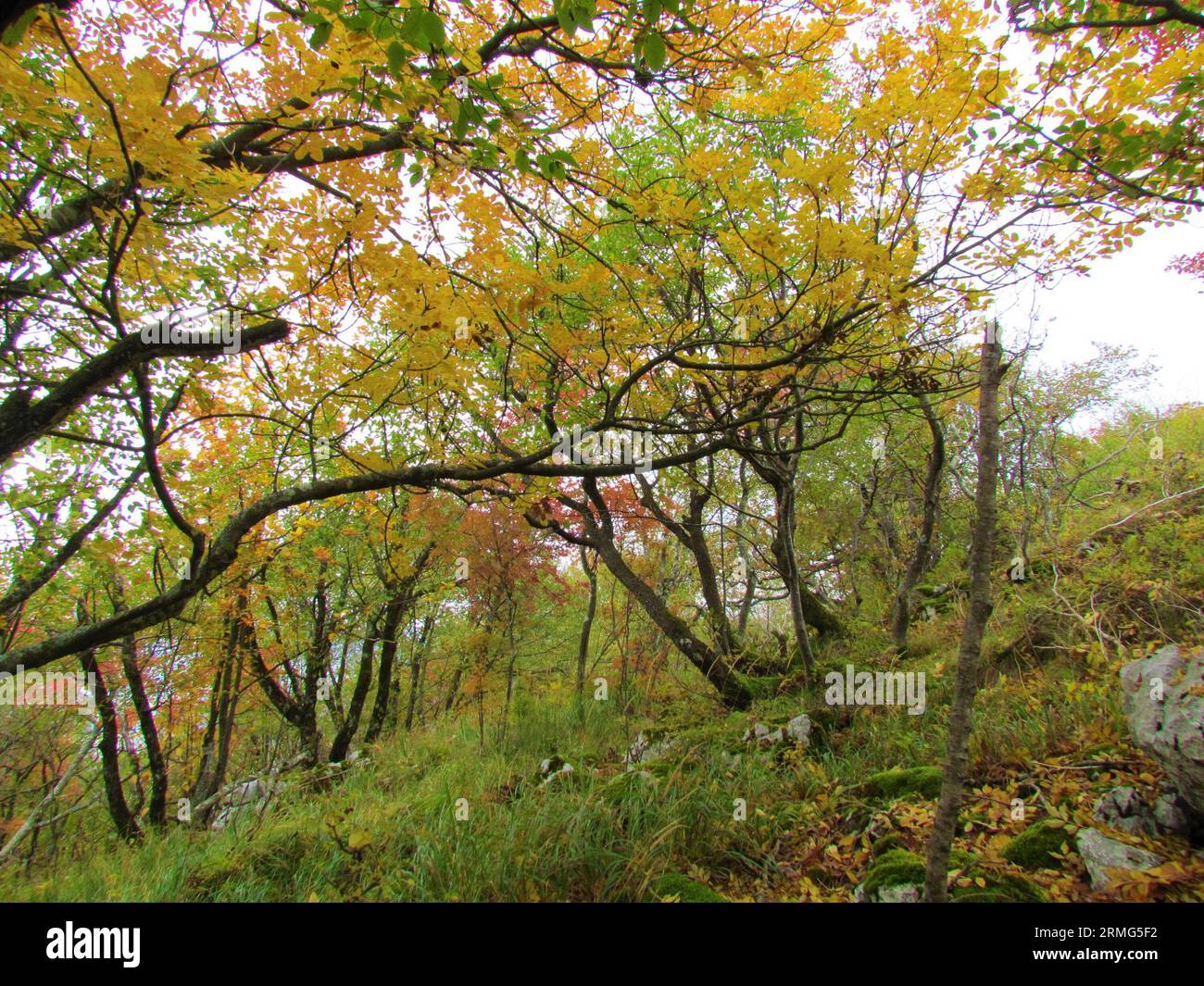 Mannasche oder südeuropäische blühende Esche und europäischer Hainbuchenwald in grünem und rotem Herbstlaub in Slowenien Stockfoto