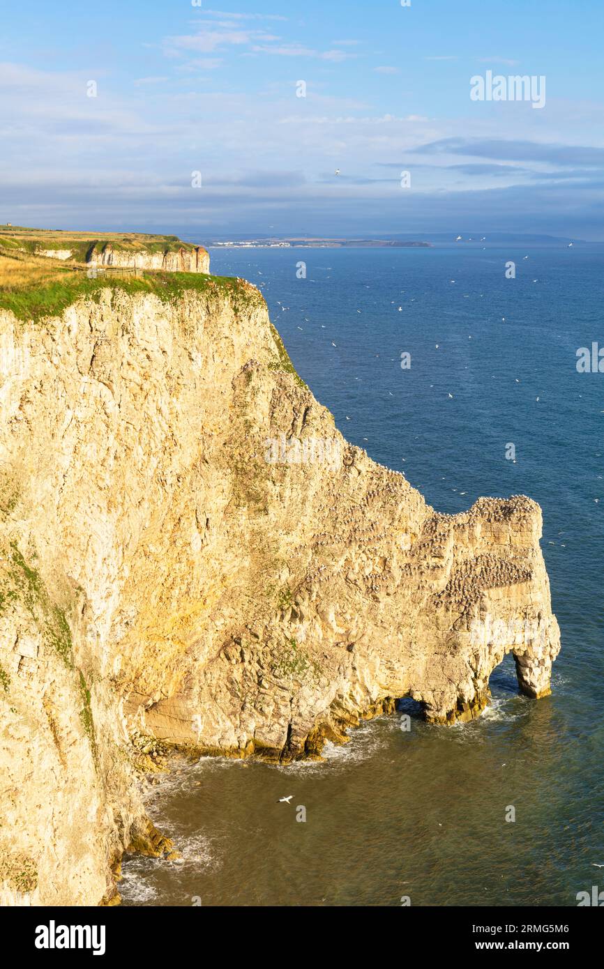 Bempton Cliffs Kolonie der nördlichen Gannets Morus bassanus Bempton Kreidefelsen RSPB Reserve Bempton East Riding der Yorkshire-Küste England gb Europa Stockfoto