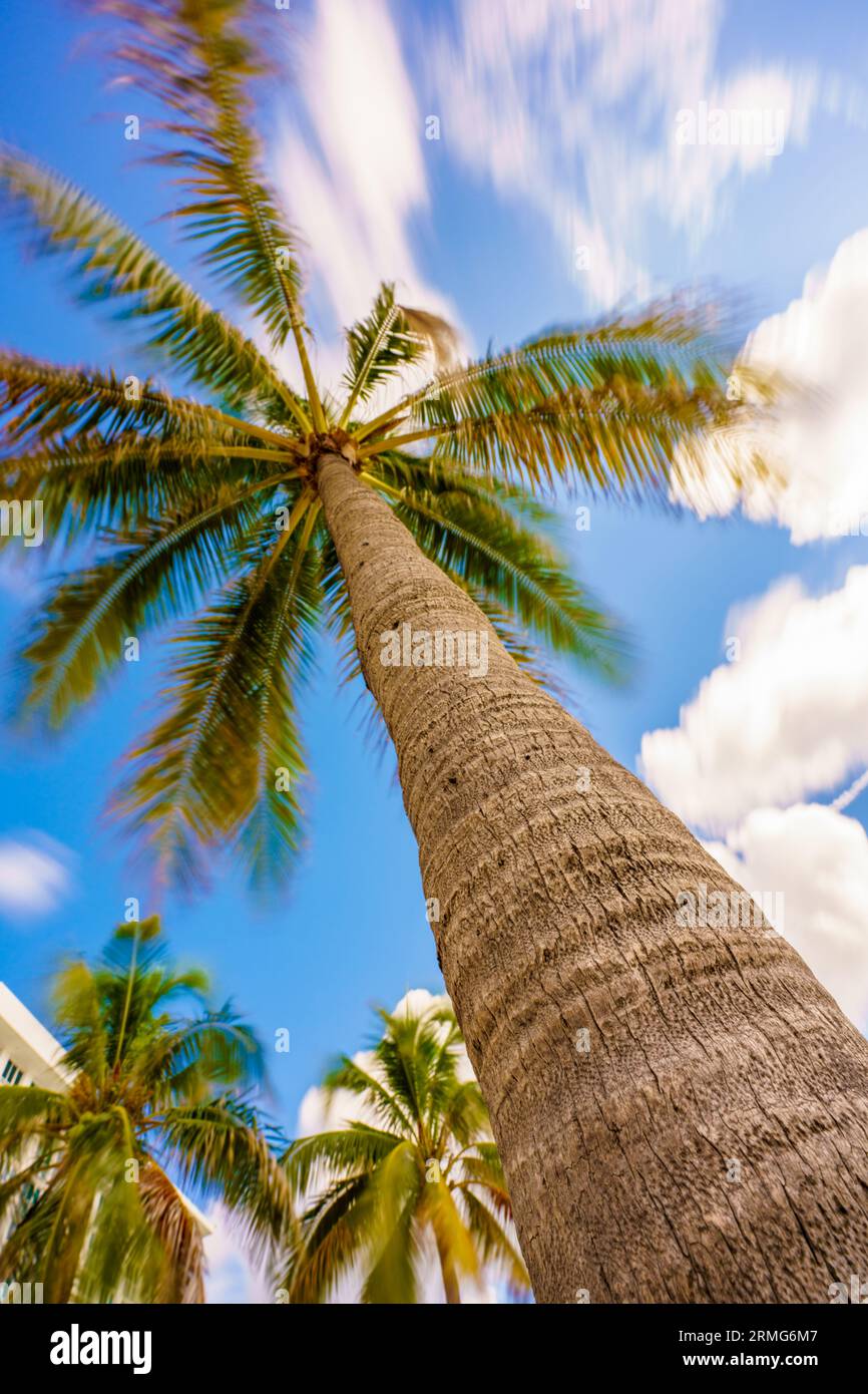 Ansicht einer Palme in einem niedrigen Winkel am blauen Himmel mit Bewegungsunschärfe Stockfoto