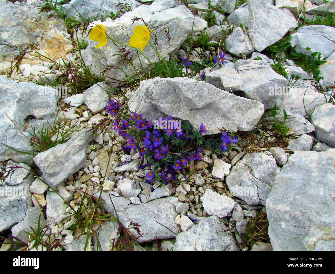 Violette blühende alpentoadflax (Linaria alpina) und gelbe blühende rhätische Mohnblumen (Papaver rhaeticum) wachsen in den Felsen in Triglav natio Stockfoto