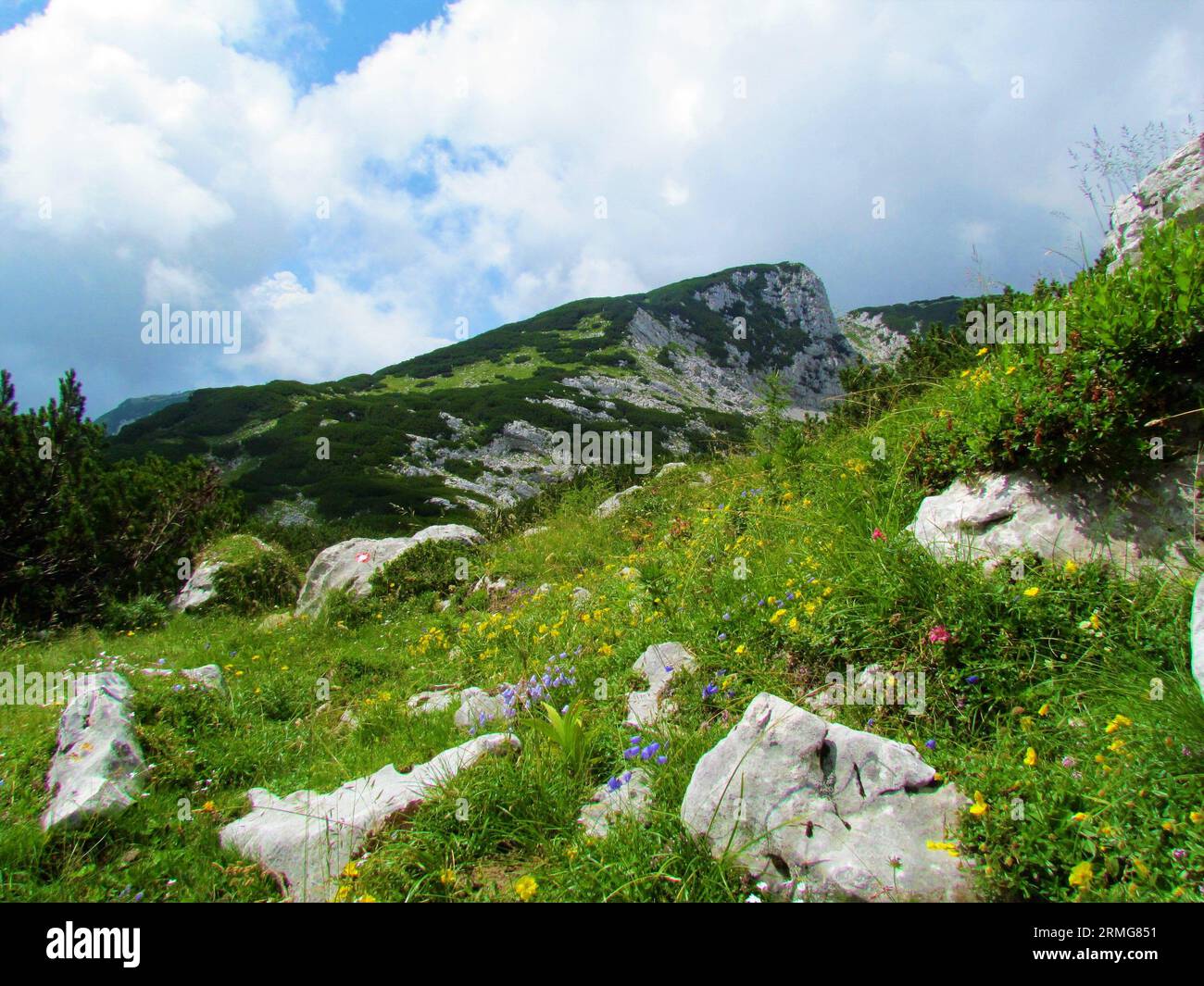 Malerischer Blick auf den Berg Vrh korena oberhalb von Krvavec in den Kamnik-savinja-alpen in der Region Gorenjska in Slowenien mit Alpenlandschaft vor und Wildflowe Stockfoto